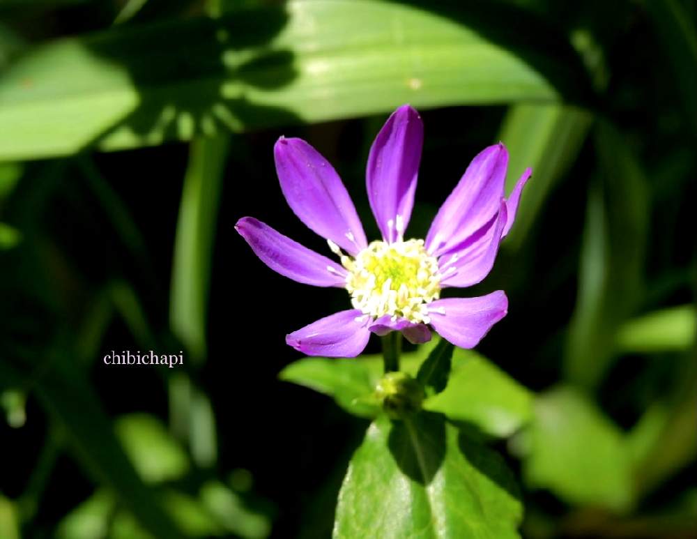 ミヤコワスレの投稿画像 By Chibichapiさん ガーデニングと花のある暮らしと植中毒とレンガ小道の植物たち 21月4月21日 Greensnap グリーンスナップ