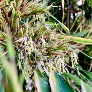 黒竹,黒竹の花,Phyllostachys nigera,車庫の画像