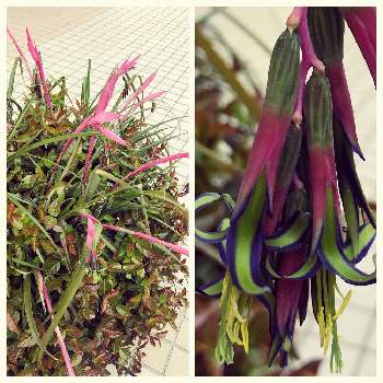 アートな写真の投稿画像一覧 Greensnap グリーンスナップ