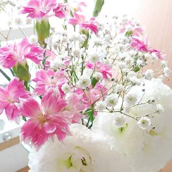 白とピンクの花の投稿画像一覧 Greensnap グリーンスナップ