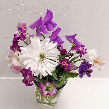 八重アネモネの投稿画像一覧 Greensnap グリーンスナップ