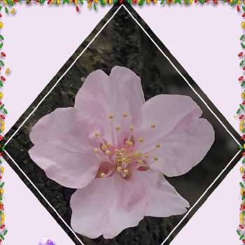 キュンキュンの画像 by ポリッピーさん | お出かけ先とさくらさくら咲け咲けさくらとキュンキュンとさくら咲くとさくら♪とかわいい