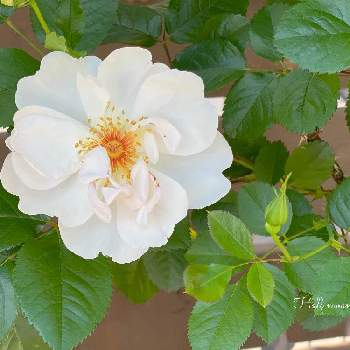 バラ ジャクリーヌ・デュプレの画像 by Half moon  さん | 小さな庭と薔薇♡とくるみちゃんありがとうと花のある生活と小さな庭♡と花のある暮らしと薔薇のある暮らしとバラ ジャクリーヌ・デュプレと可愛い♡とGSアダルトチーム