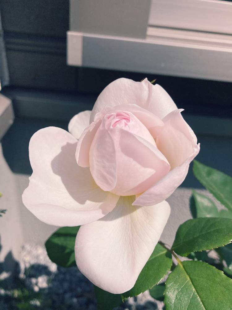 バラ プリンセスヴェールの投稿画像 By ティーさん 色が素敵とおうち園芸とバラ 鉢植えとすくすく成長中と香りのいいお花と日向ぼっこと可愛い 21月4月21日 Greensnap グリーンスナップ