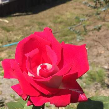 赤い薔薇❣の画像 by さんちゃんさん | 畑と薔薇好きと赤い薔薇❣