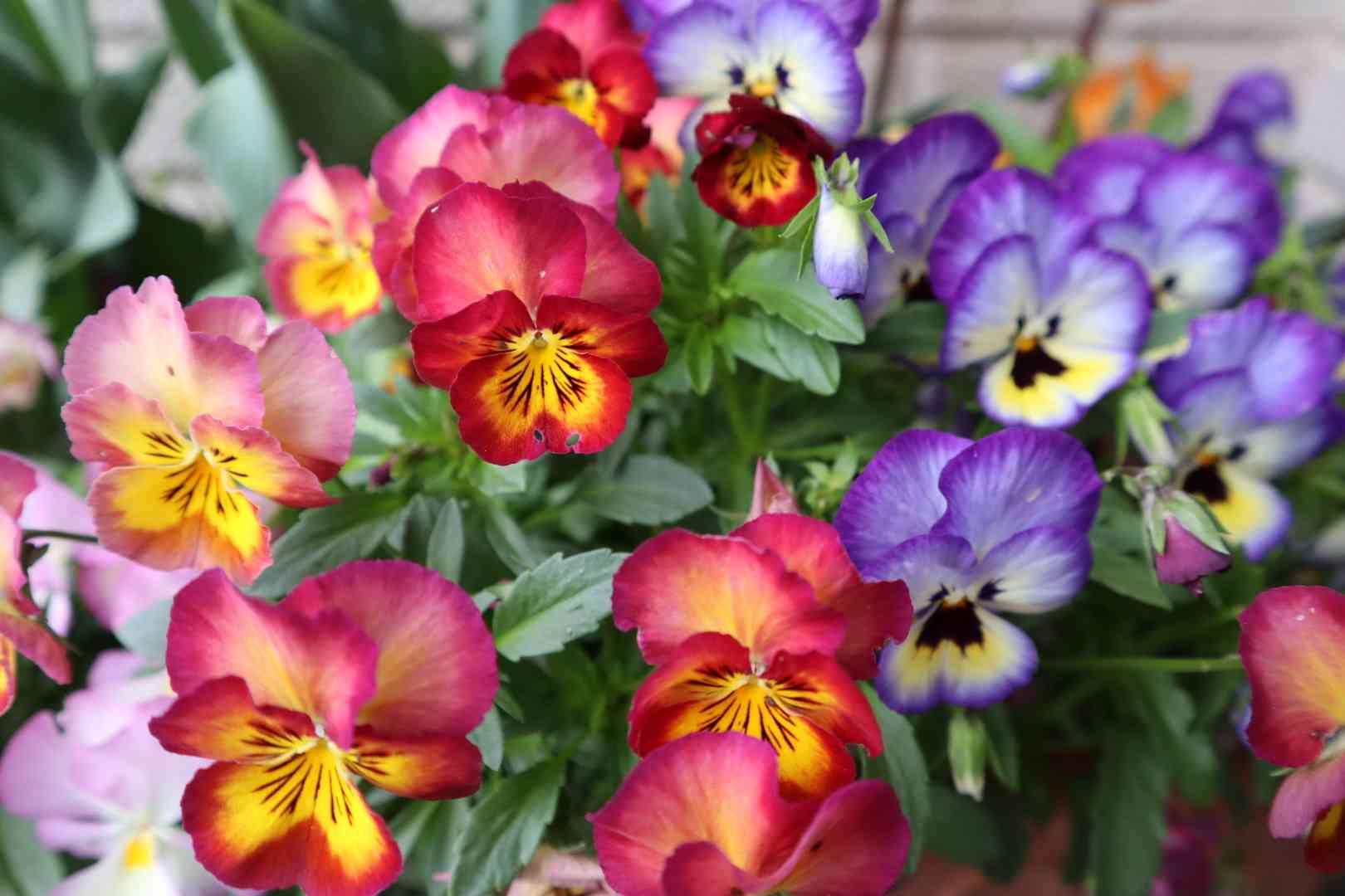 M*e様 ビオラ♡パンジー パンジー・ビオラ2021｜🍀GreenSnap（グリーンスナップ）