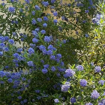 晴れの日 の投稿画像一覧 Greensnap グリーンスナップ