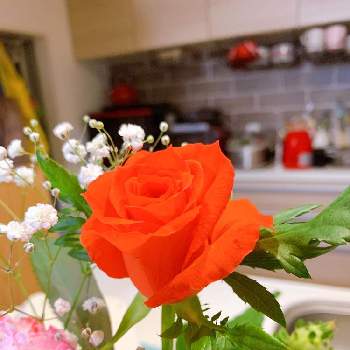 朱色のバラの画像 by sachicoco1001さん | キッチンとばら バラ 薔薇とお花大好き♡と朱色のバラとありがとう♡とお花初心者と町のお花屋さんとお花のある生活と朱色の花と切り花とインテリアグリーン
