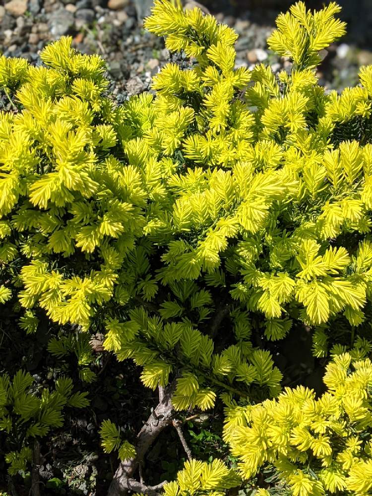 キンキャラ 金伽羅の投稿画像 By やまりんさん 金芽伽羅木と樹木と道路脇と毎日が感謝 21月4月21日 Greensnap グリーンスナップ