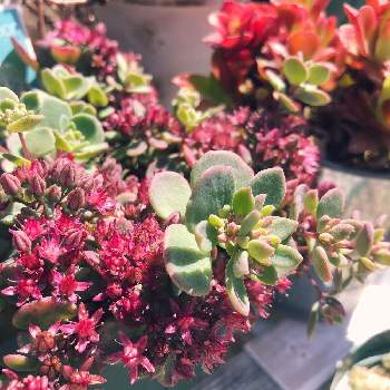 赤羽樺太ミセバヤの投稿画像一覧 Greensnap グリーンスナップ