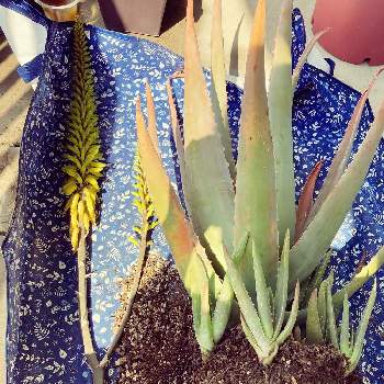 アロエ ベラの育て方 屋外や室内での栽培方法 植え替え時期は Greensnap グリーンスナップ