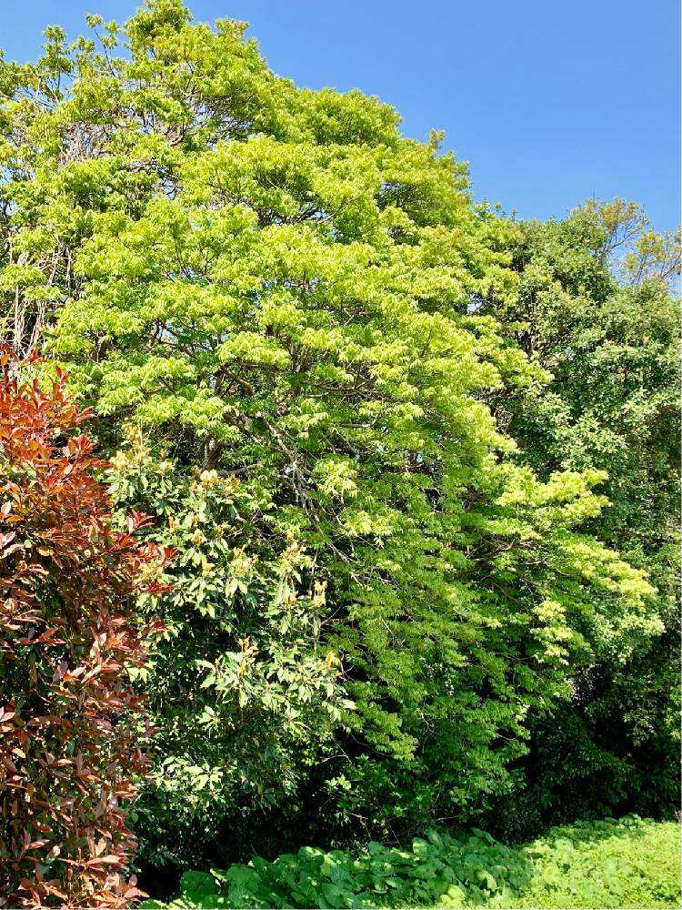 夏の季語4 Greensnap グリーンスナップ