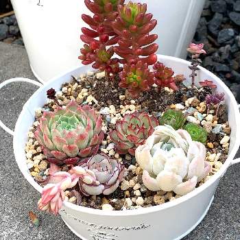 ドリームローズの投稿画像一覧 Greensnap グリーンスナップ