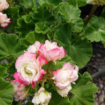 八重咲きゼラニウム アップルブロッサムの投稿画像一覧 Greensnap グリーンスナップ