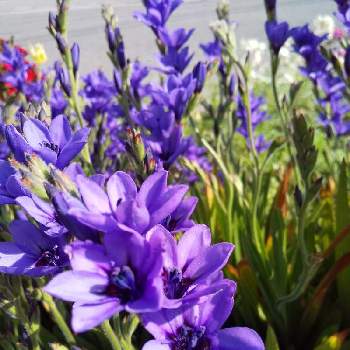 バビアナの花の画像 by じゅんさん | お出かけ先とチーム・ブルーNo.076と花は・花は・花は咲くと青い春の花マニアとコロナに負けるな！と医療関係者に感謝‼️とバビアナの花としあわせ運べるようにと自然の美と今日も一日お元気でと青い花マニアとチーム・ブルーと頑張ろう日本❣️