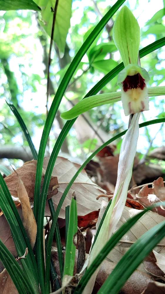 春蘭の投稿画像 By 奥之平 平治郎さん 春蘭 通称 ジジババ とジジババ 21月4月21日 Greensnap グリーンスナップ