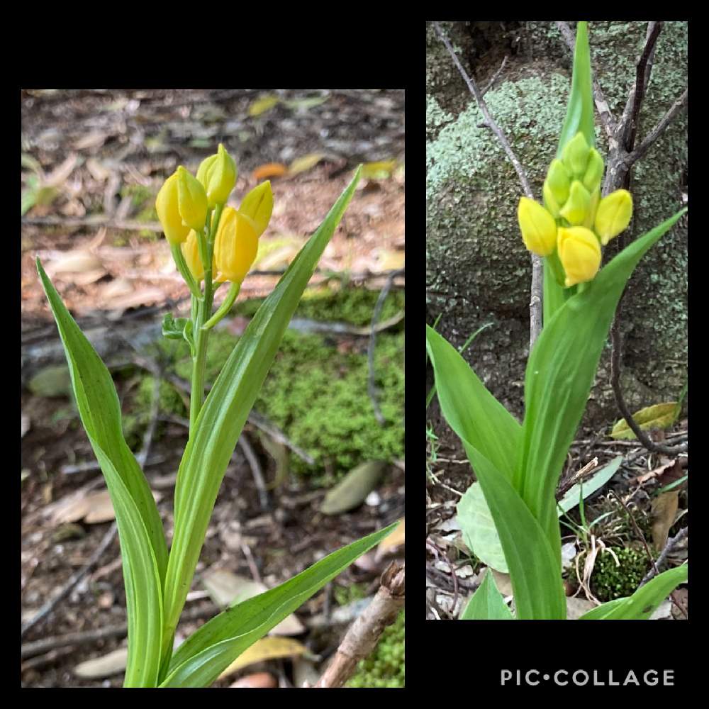 キンランの投稿画像 By えりざべすさん 山野草と春の風景と日本の野生ランと里山と野生ラン 21月4月21日 Greensnap グリーンスナップ