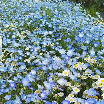 満開！の画像 by ひかりーさん | お出かけ先とすてき…♡と満開！とネモフィラ♪と綺麗♡とブルーの花と駅前の花壇とかわいい❤