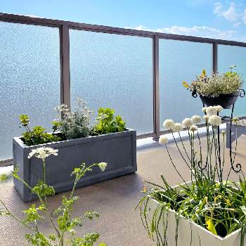 アルメリアの投稿画像一覧 Greensnap グリーンスナップ