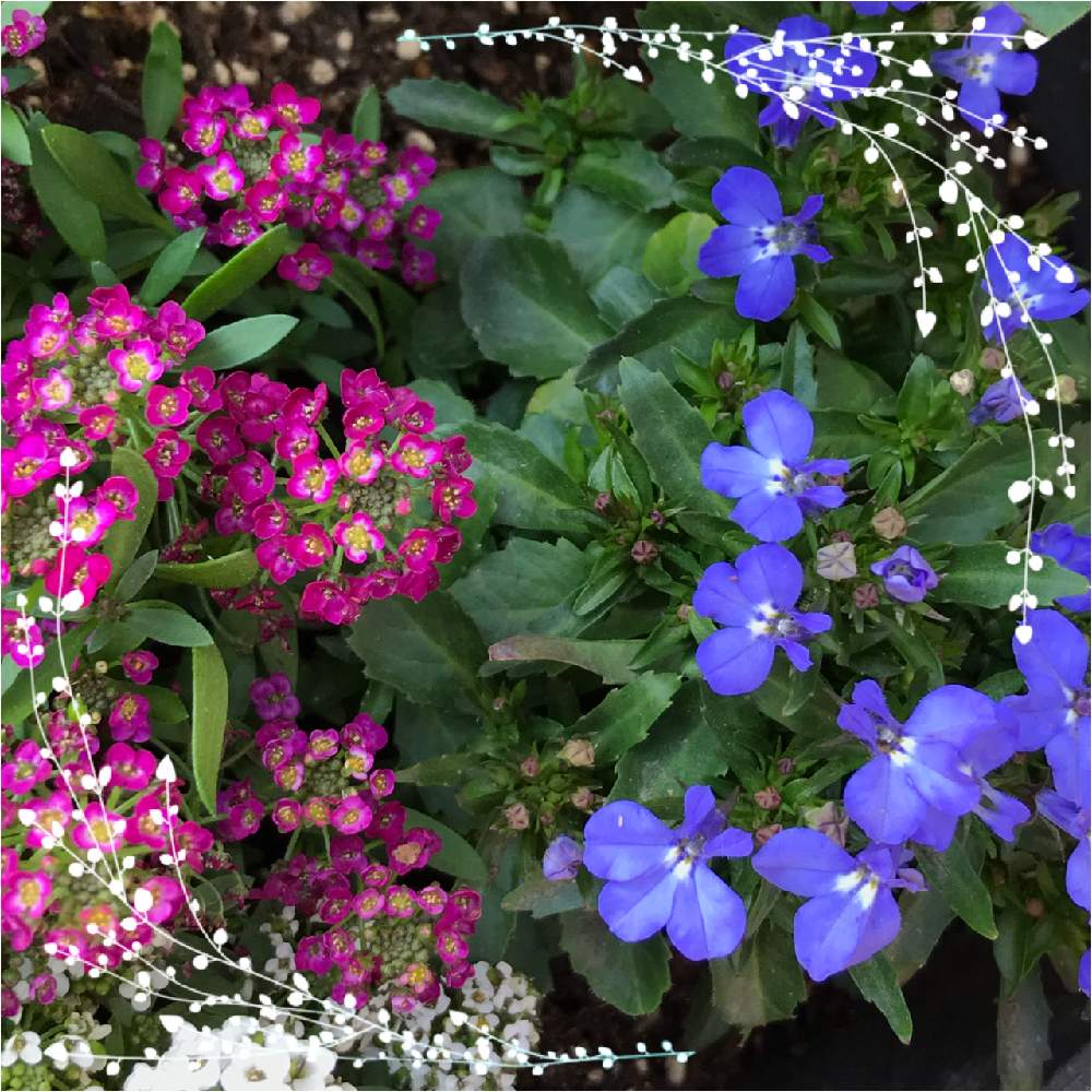 アリッサムの投稿画像 By Shizukuさん ロベリア スカイブルーとピンクの花と青い小さな花マニアと青い花とチーム ブルー No 110と小花と 青い花マニアと青い花とピンクの春21とチーム ブルー 21月4月21日 Greensnap グリーンスナップ