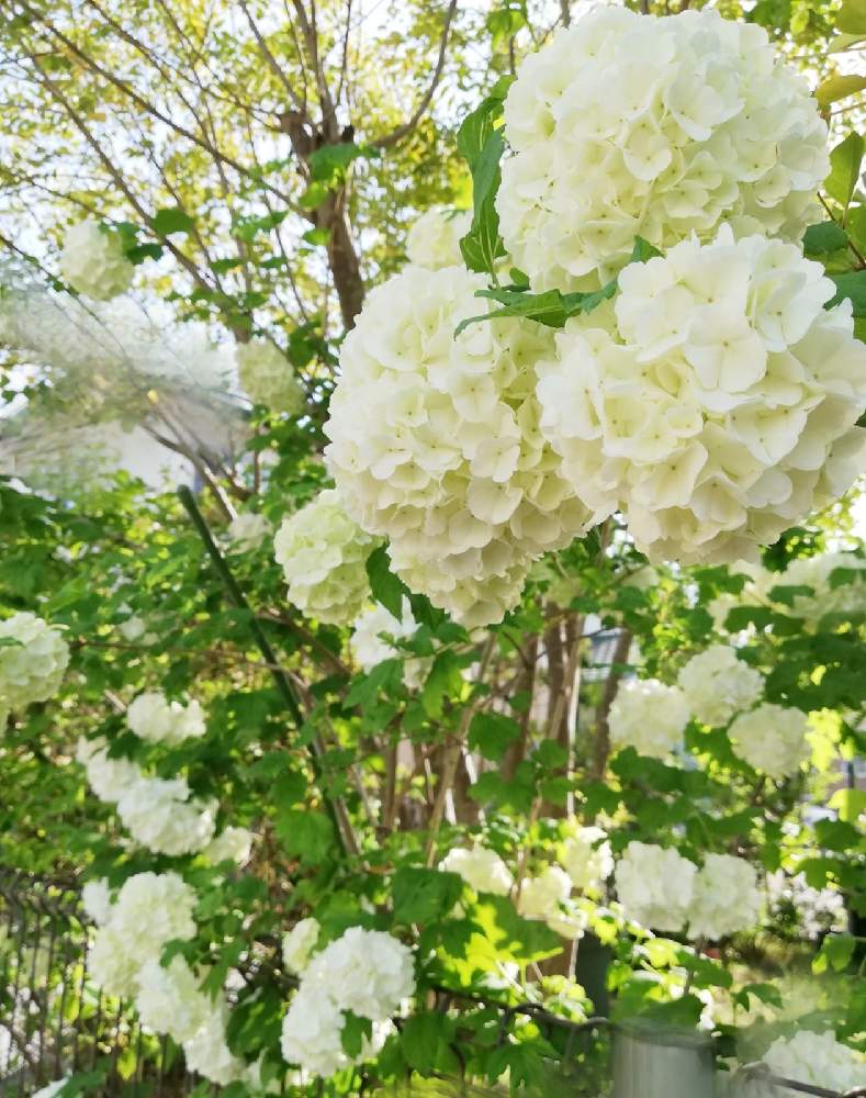 ビバーナム スノーボールの投稿画像 By Hinahanaさん おうち園芸と花のある暮らしと花が好きとしろいはな 21月4月21日 Greensnap グリーンスナップ