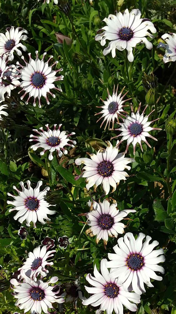 和の花♪さんの里山ガーデン（大花壇）への投稿