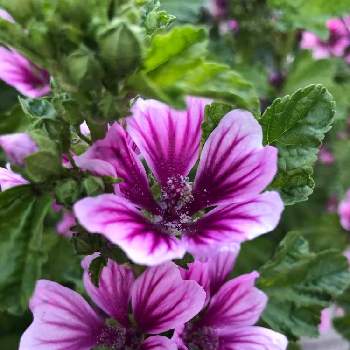 サイサリスのアルバム Greensnap グリーンスナップ