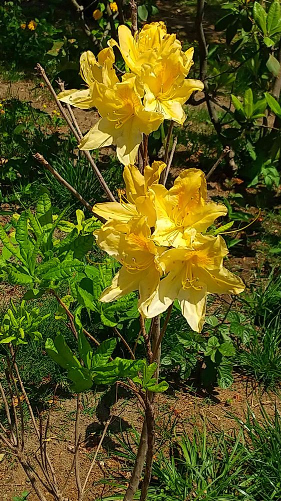 和の花♪さんの里山ガーデン（大花壇）への投稿