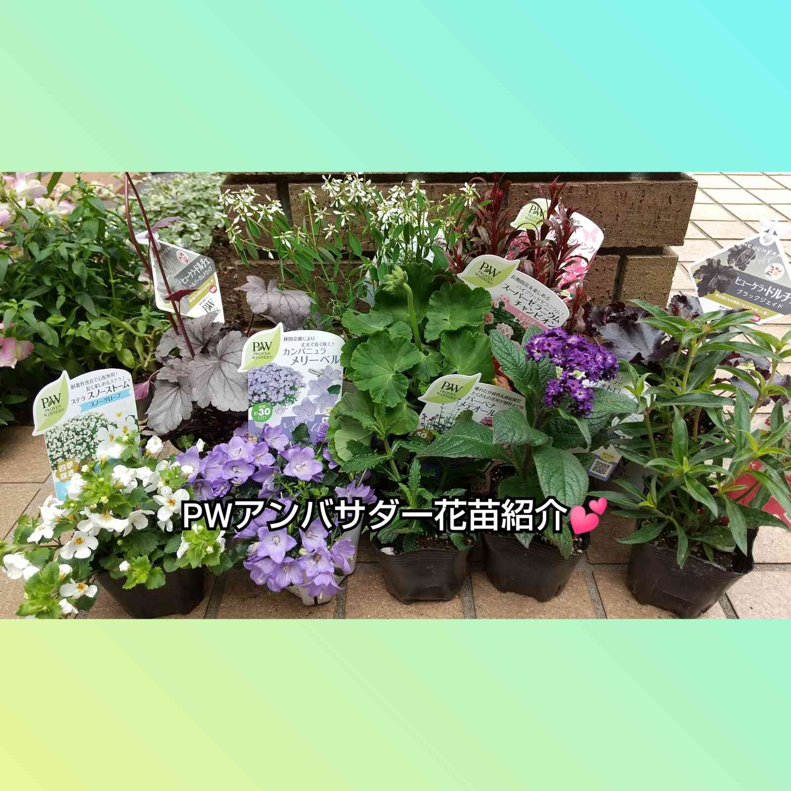 PW花苗アンバサダー2021 お花紹介💕|🍀GreenSnap(グリーン PW花苗アンバサダー2021 お花紹介💕|🍀GreenSnap(グリーン