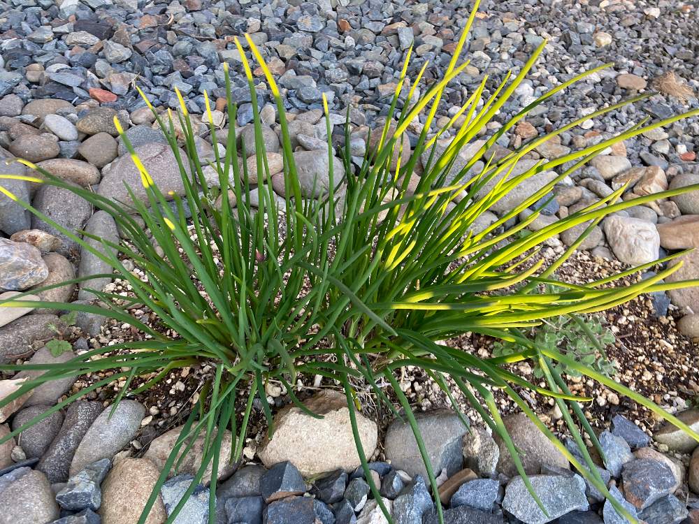 チャイブの投稿画像 By 藍 さん 耐寒性宿根草とお花大好き とチャイブ と花壇と北海道と花は癒やし 21月4月21日 Greensnap グリーンスナップ