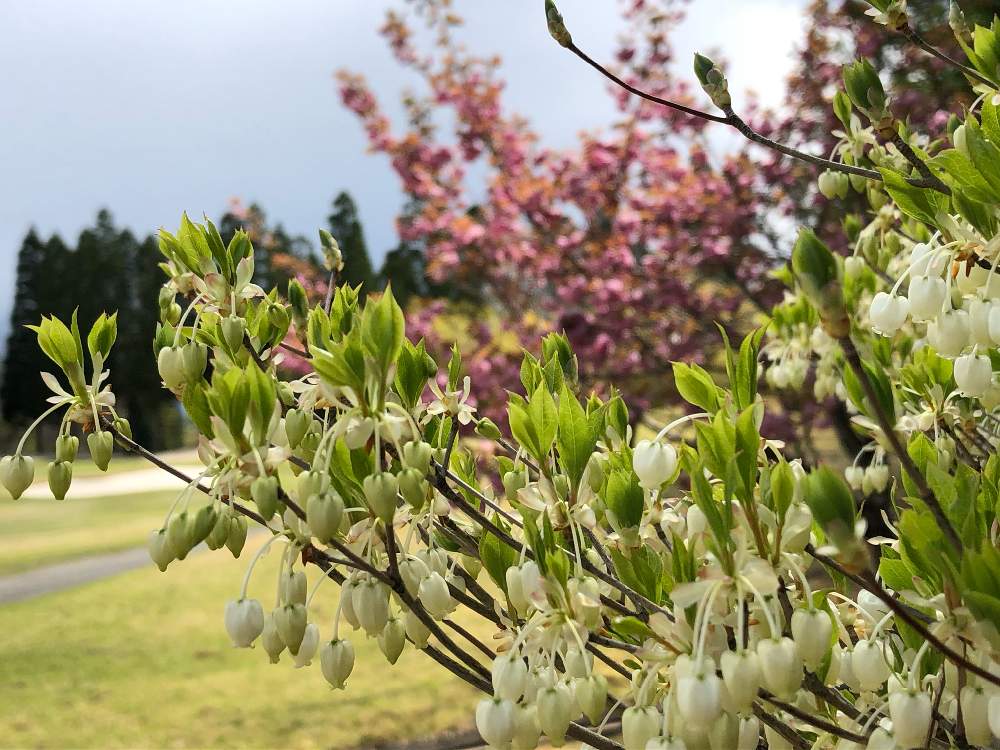 庭木の投稿画像 By Haruさん 常緑小低木とドウダンツツジの花 21月4月21日 Greensnap グリーンスナップ