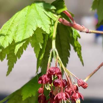 ハウチワカエデの花の投稿画像一覧 Greensnap グリーンスナップ