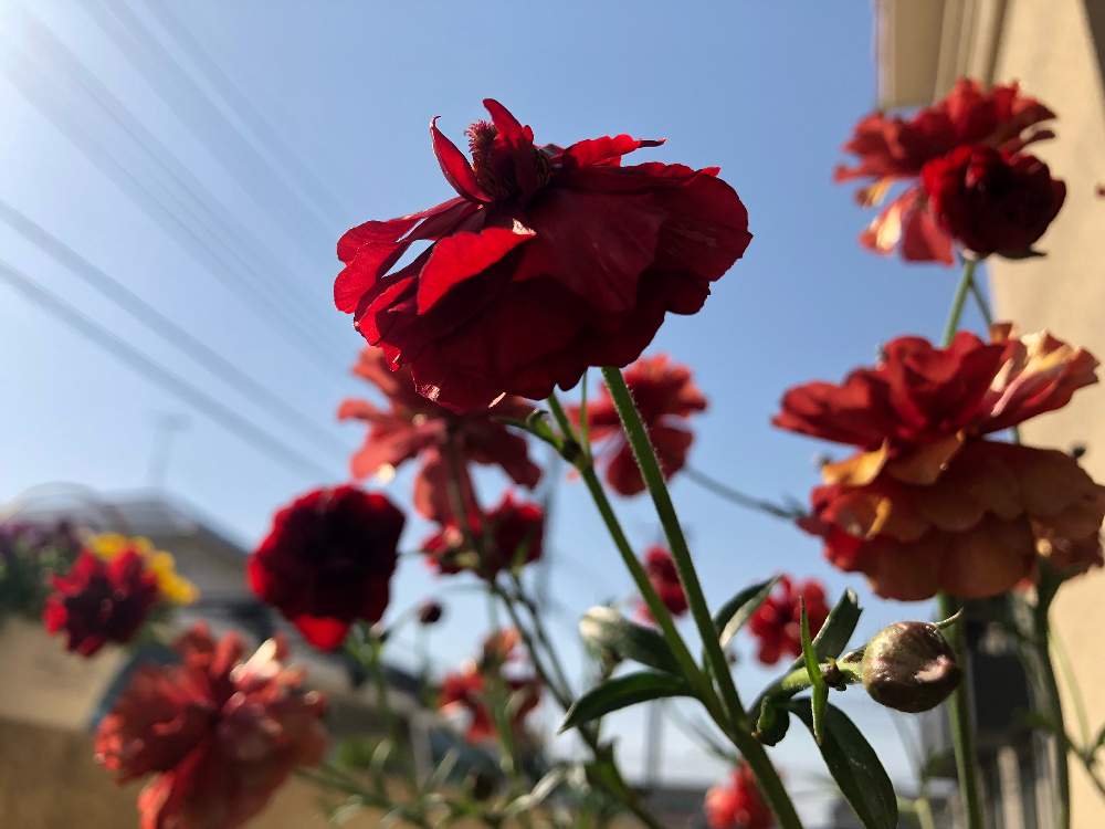 ラナンキュラスラックスの投稿画像 By サニーさん ラナンキュラスラックス ハデスと 秋植え球根 21 フォトコンテストと綾園芸とおうち園芸とバラと夢clubと球根とかわぃぃ と赤い花とラナンキュラスラックスを愛する会と球根植物 21月4月21日 Greensnap