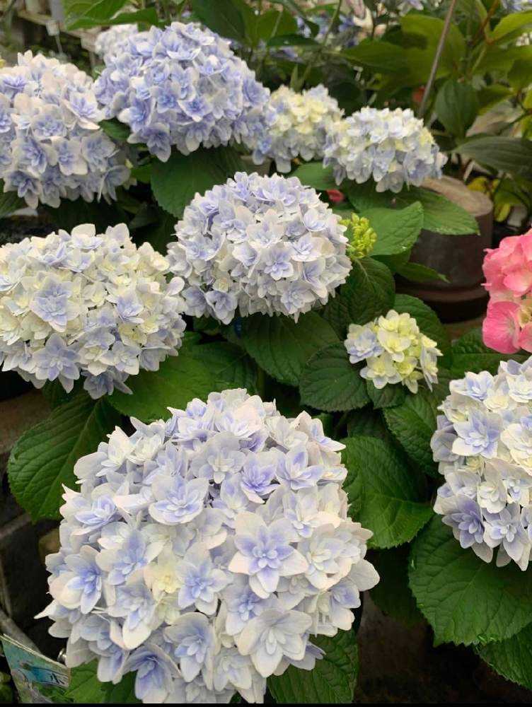 2021.3～ 🌸紫陽花・山紫陽花 🌸｜🍀GreenSnap（グリーンスナップ）