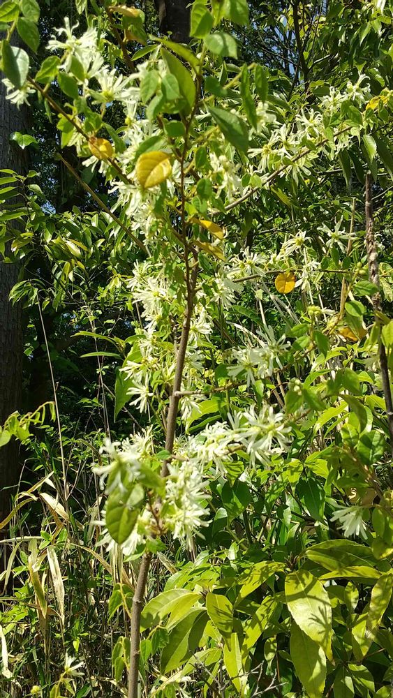 和の花♪さんの里山ガーデン（大花壇）への投稿