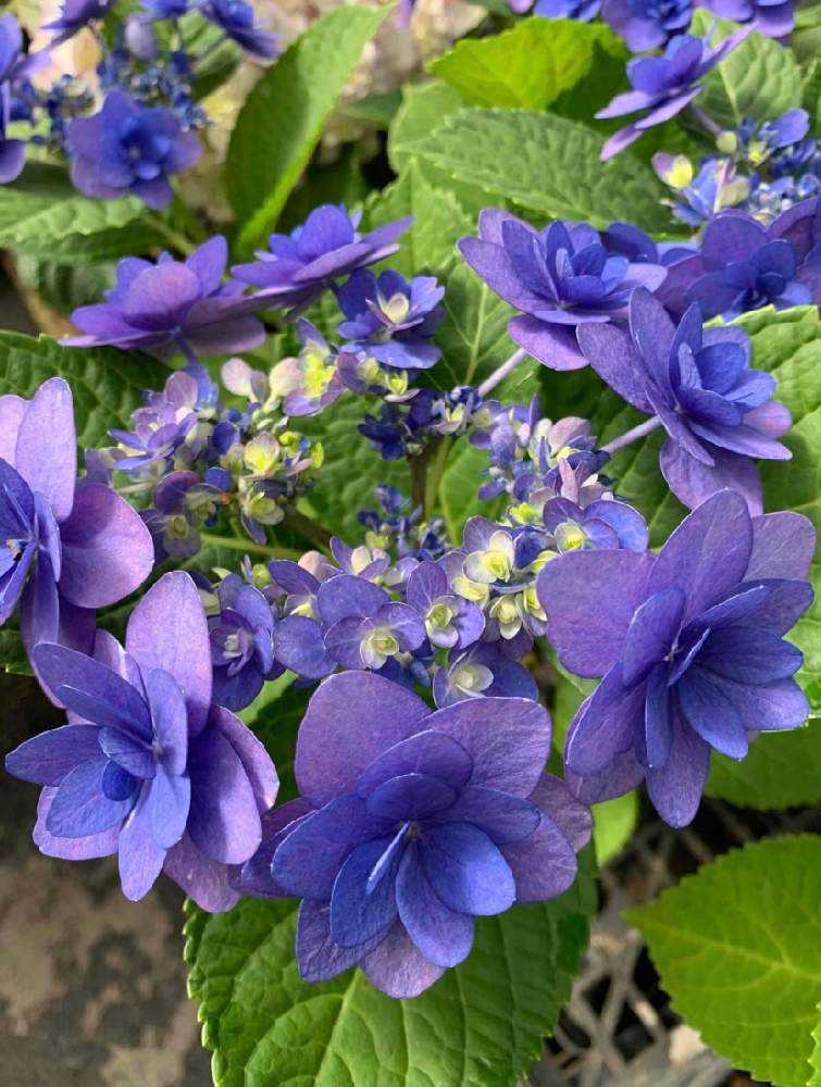 2021.3～ 🌸紫陽花・山紫陽花 🌸｜🍀GreenSnap（グリーンスナップ）