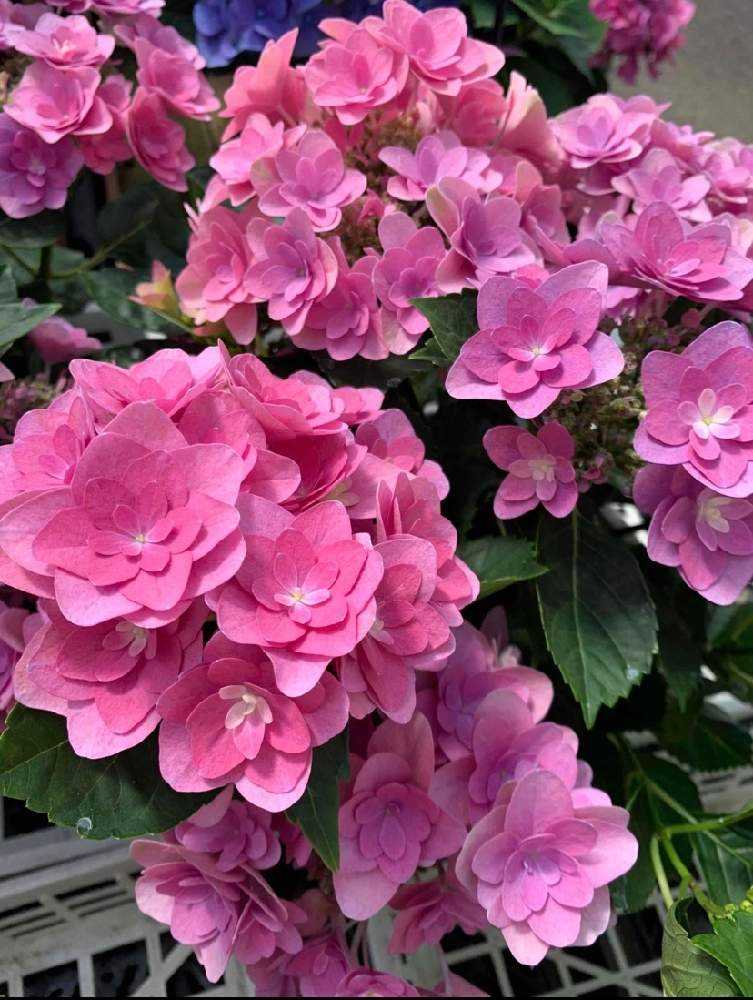 2021.3~ 🌸紫陽花・山紫陽花 🌸|🍀GreenSnap(グリーンスナップ) 2021.3~ 🌸紫陽花・山紫陽花 🌸|🍀GreenSnap(グリーンスナップ)