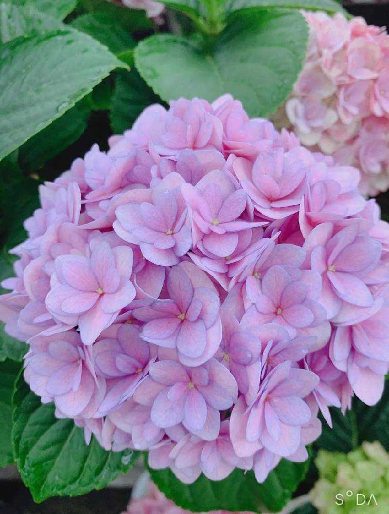 2021.3～ 🌸紫陽花・山紫陽花 🌸｜🍀GreenSnap（グリーンスナップ）