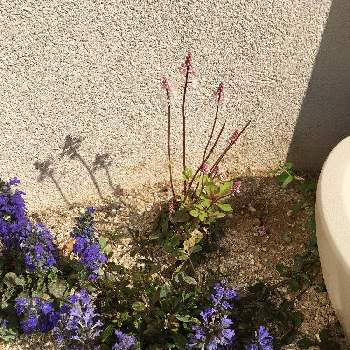 アジュガ グレイレディの投稿画像一覧 Greensnap グリーンスナップ