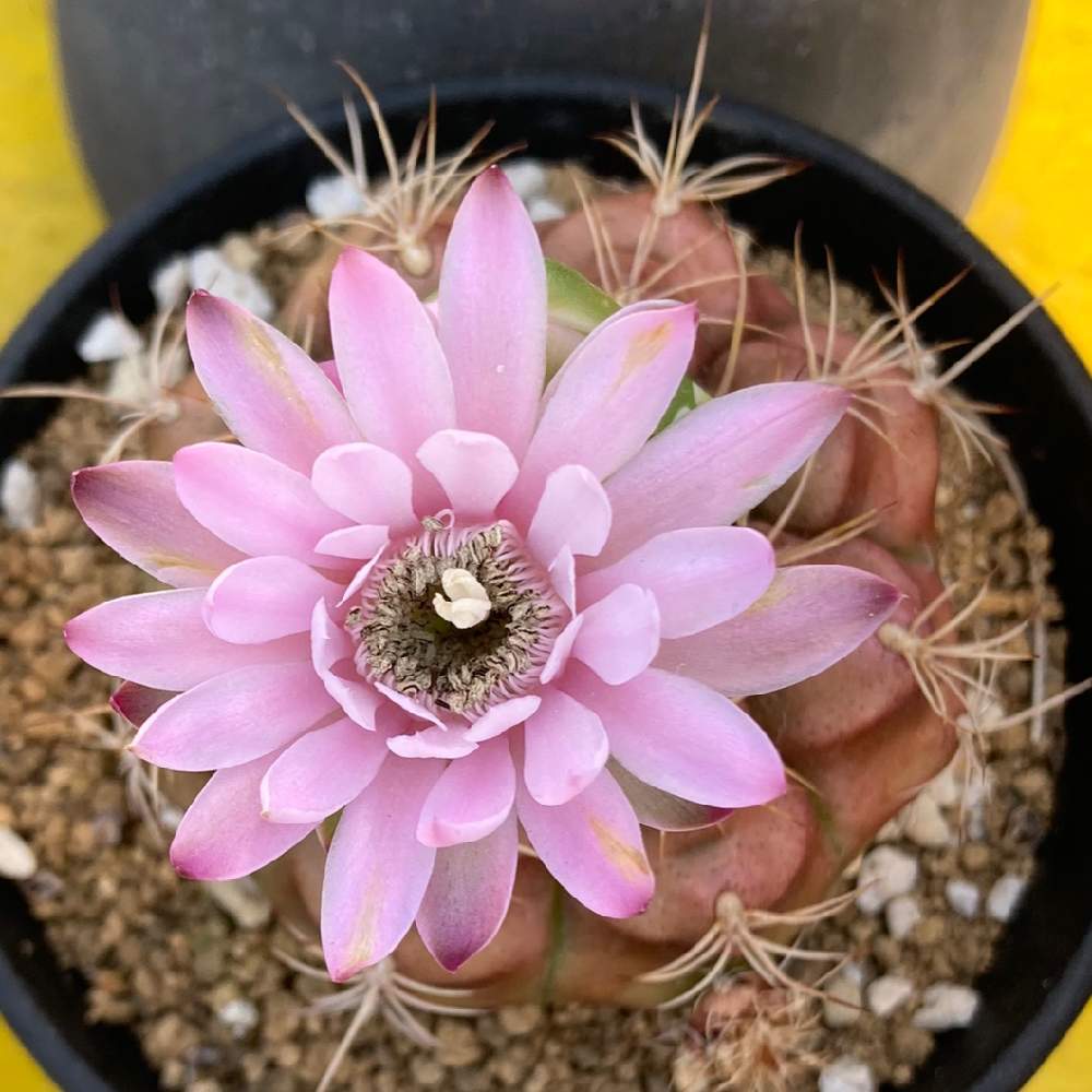 レイダマルの投稿画像 By あつこさん 可愛いと咲いた とうれしい とさいた 21月4月21日 Greensnap グリーンスナップ