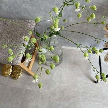 グリーンベルの投稿画像一覧 Greensnap グリーンスナップ