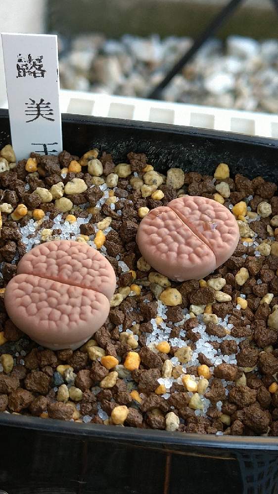 リトープスの投稿画像 By ハクさん 露美玉とメセン類とガーデンセンターとバーンズさん と植え替えとビニール温室と冬生育型と石川県とリトープス属 21月4月21日 Greensnap グリーンスナップ