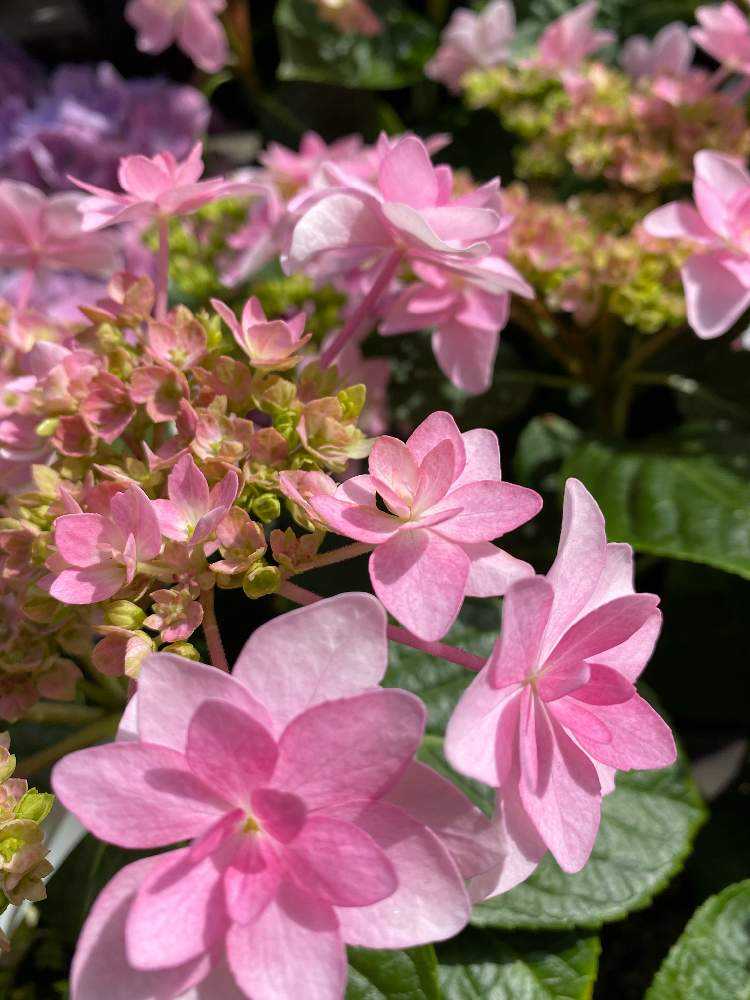 コボリサヤカさん 紫陽花ねずみ コボリサヤカさん 紫陽花ねずみ - メルカリ