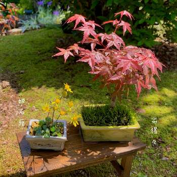 M's style bonsai(雑木)の画像 by 美野美谷さん | 広い庭と和の庭と出猩々とM's style bonsaiと姫石蕗(ﾋﾒﾂﾜﾌﾞｷ)とM's style bonsai(雑木)とM's style bonsai(草もの)ともみじ出猩々