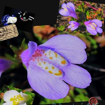 ヤーモくんの画像 by bgghr425さん | お出かけ先とトキワハゼとヤーモでしゅとシマちゃんだぉと白花サギゴケとムラサキサギゴケと紫サギゴケと七郷堀界隈とヤーモくんと３１１を忘れない。とシマchanと里親メンバー
