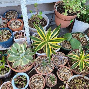 千葉多肉会の投稿画像一覧 Greensnap グリーンスナップ