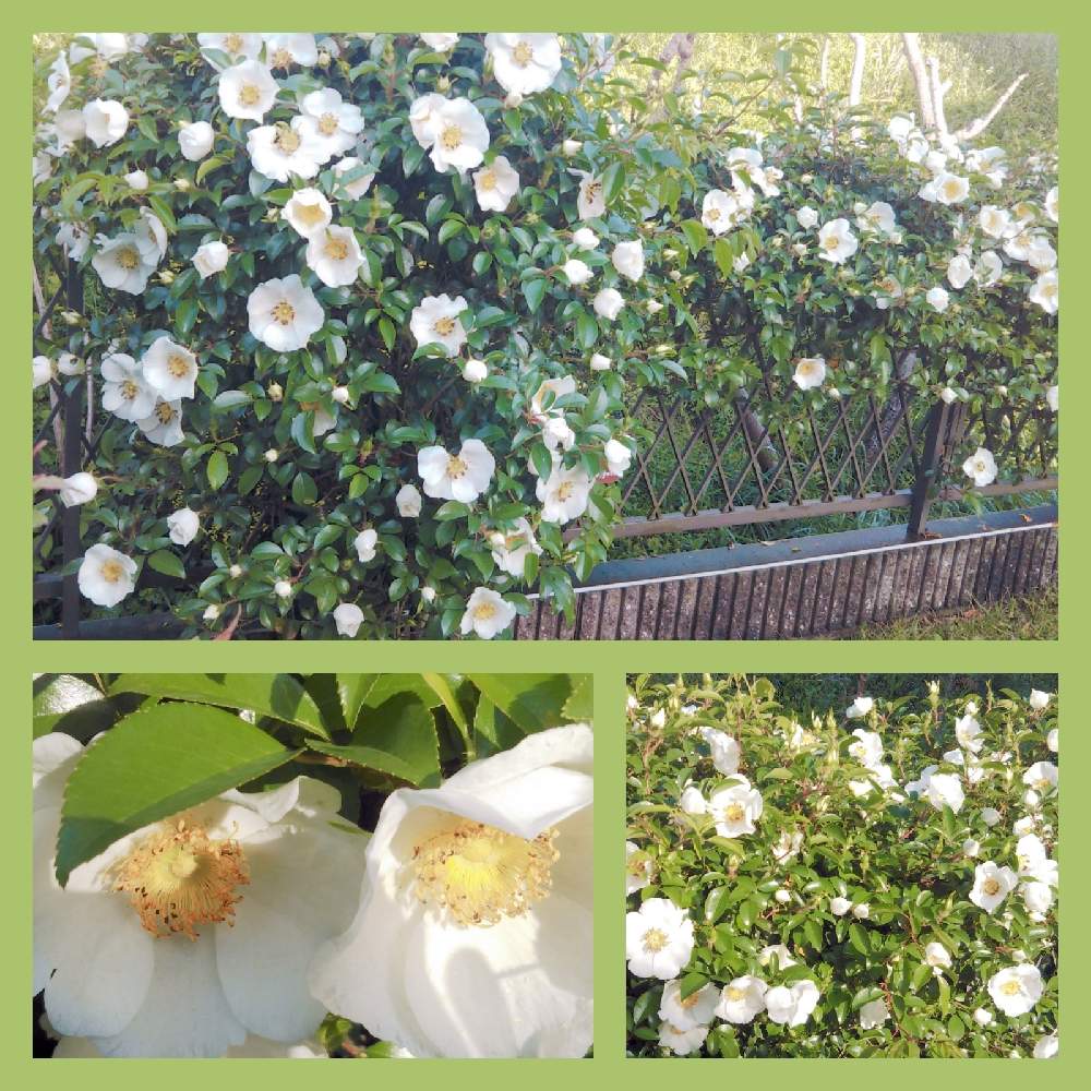フェンスの画像 by フレンチトーストさん | フェンスとグリーンライフ♡とフェンスのバラと春が来たと楽しみ♡と緑のある暮らしとバラのある庭ときれい✨とバラ　フェンスとオベリスクのバラ達