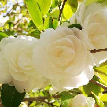 八重咲きの椿の画像 by こよー2ndさん | 散歩道と癒やしと八重咲きの椿と乙女椿(白花)