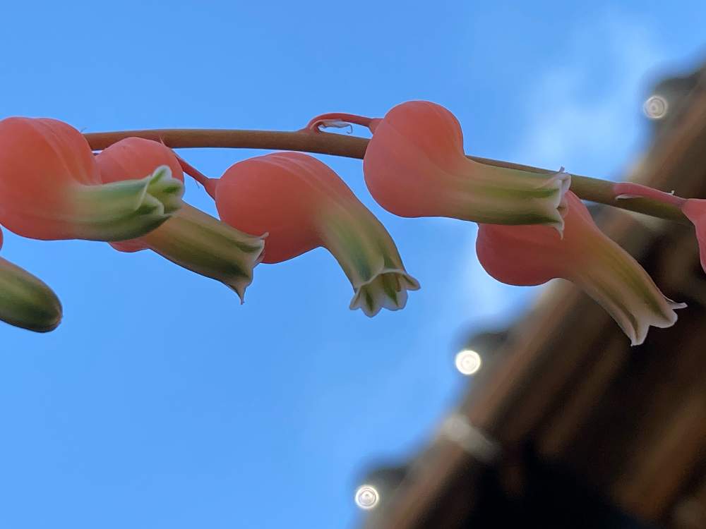 ガステリアグロメラータ 白雪姫の花の投稿画像 By かんみ さん 多肉の花と植物のある暮らしとお花大好き とピンク色とぷくぷくとガステリアと多肉 植物 21月4月22日 Greensnap グリーンスナップ