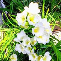 フリージア,フリージアの花,いい香りのフリージア,白いフリージア,フリージア(*^^*)の画像